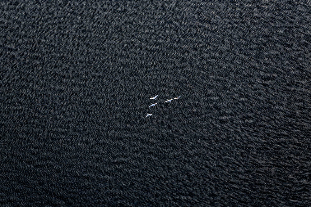 Five Swans