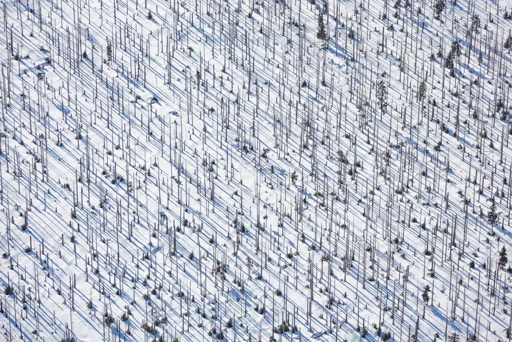 Dead coniferous forest at Lusen in the Bavarian Forest