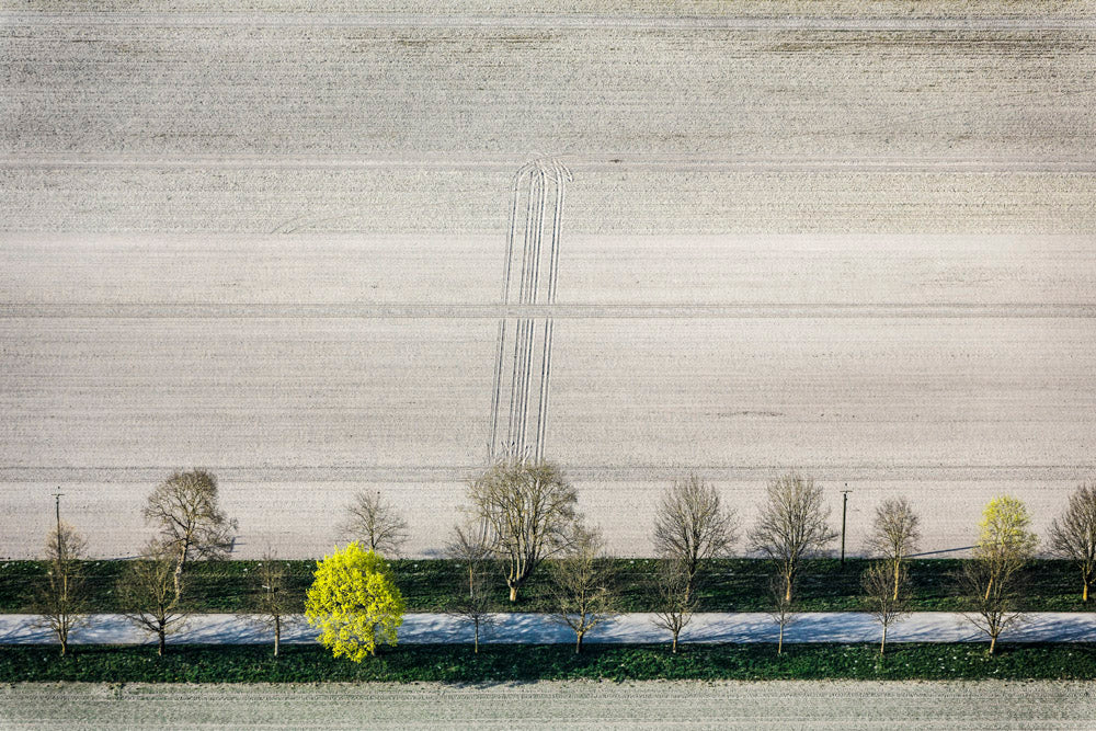 Fresh greenery in the avenue