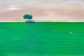 Two trees by the roadside
