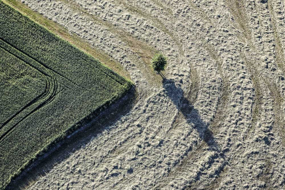 Field headland with tree