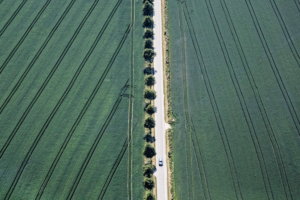 Row of trees along the roadside between wheat fields vertical