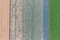 Blaukraut und Weisskraut