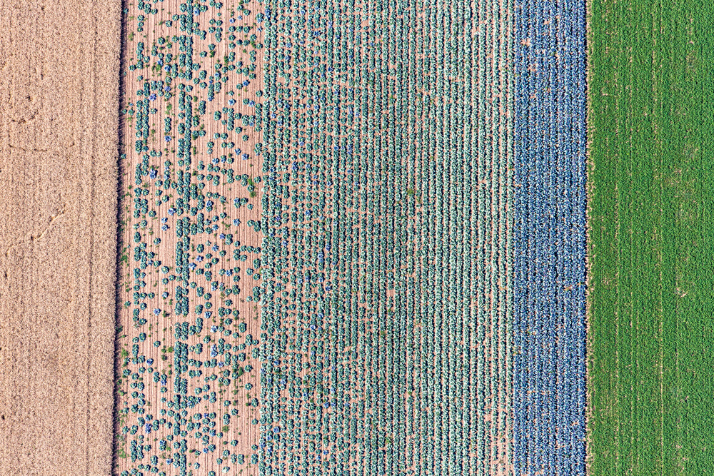 Blaukraut und Weisskraut