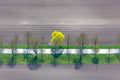 Frühlingsgrüner Baum am Feldrand