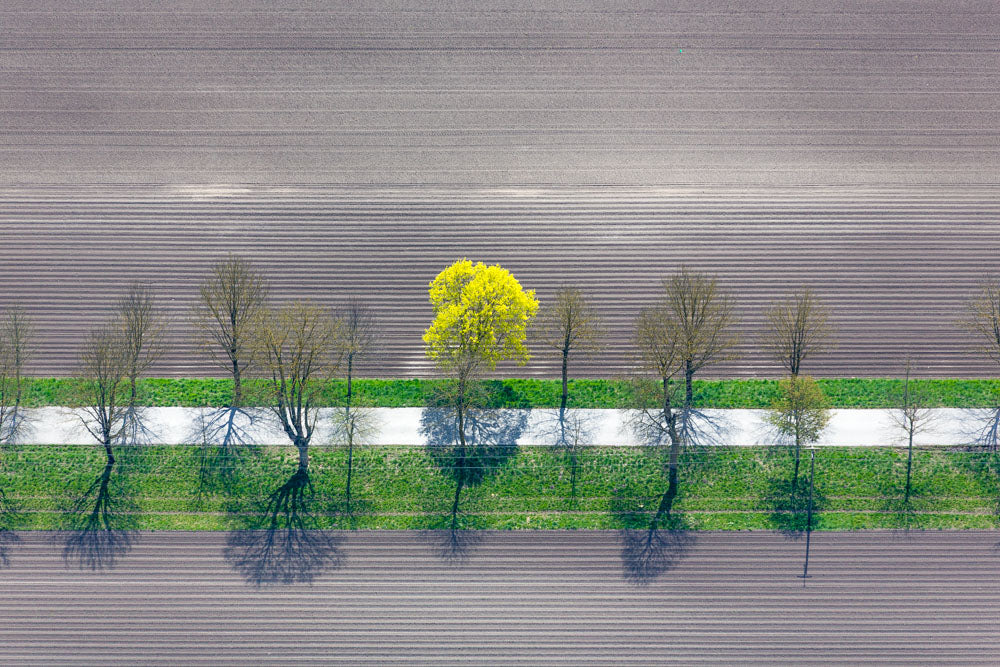 Frühlingsgrüner Baum am Feldrand