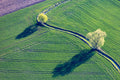 Long Shadows