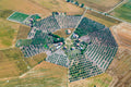 Formation von Olivenhainen