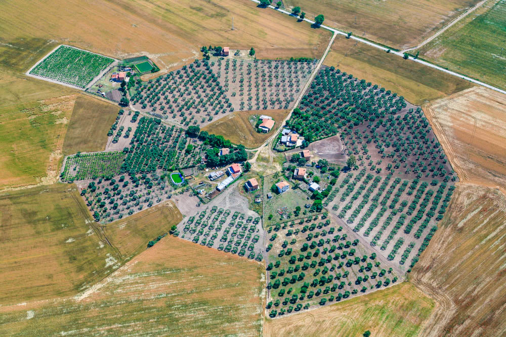 Formation von Olivenhainen