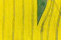 Wedge in the canola field