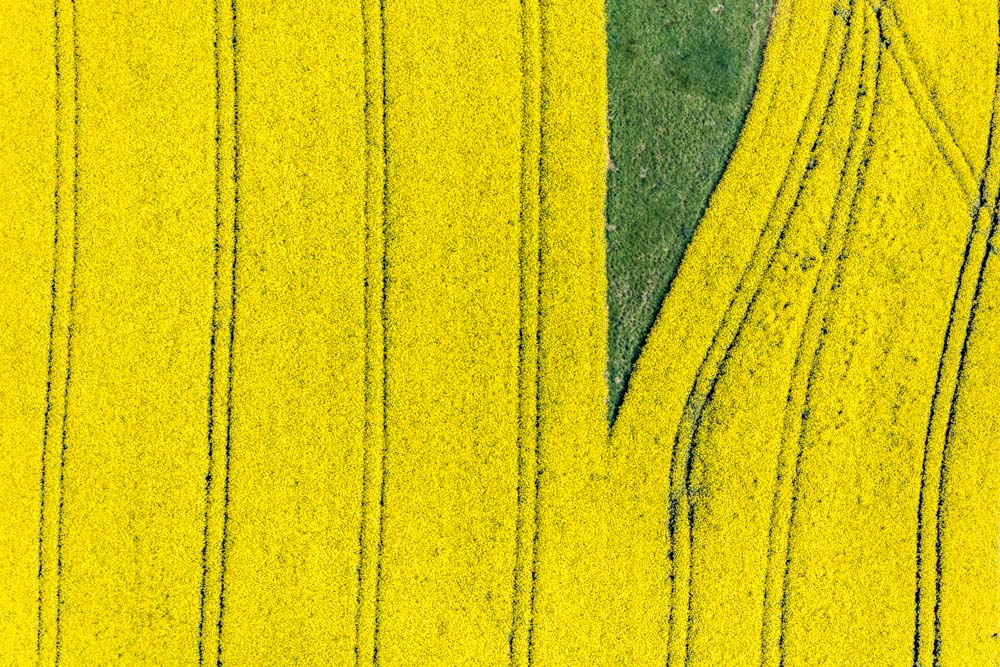 Wedge in the canola field