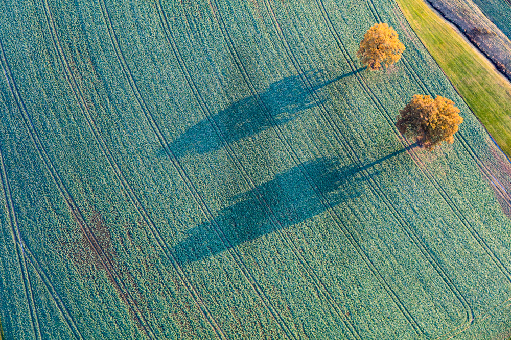 Zwei Eichen im Herbst