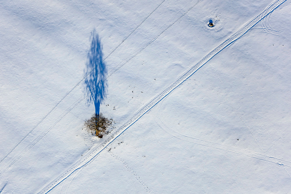 Baum mit Schatten in Winterlandschaft