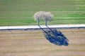 Two birches at the roadside