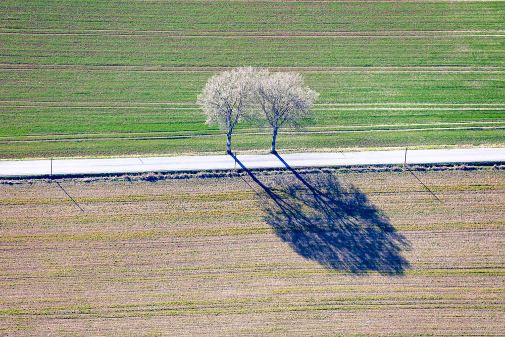 Zwei Birken am Wegesrand