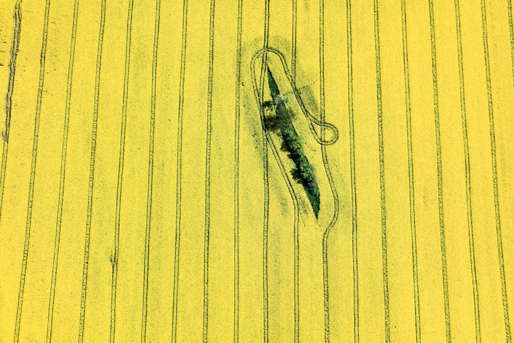 Island in the Rapeseed Field