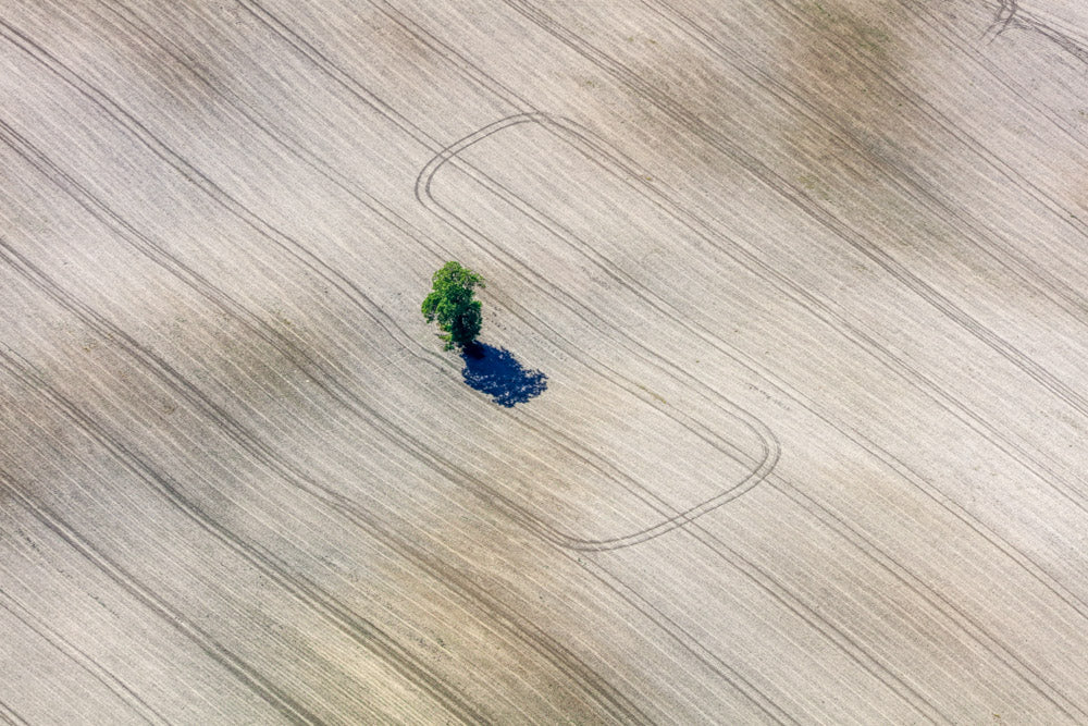 Einsamer Baum