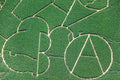 Corn maze