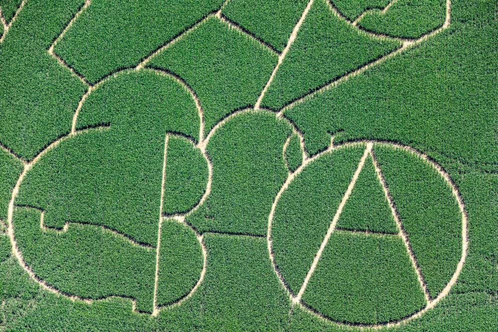 Corn maze
