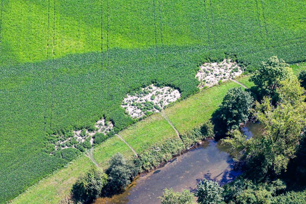 Spuren des Bibers in einem grünen Feld