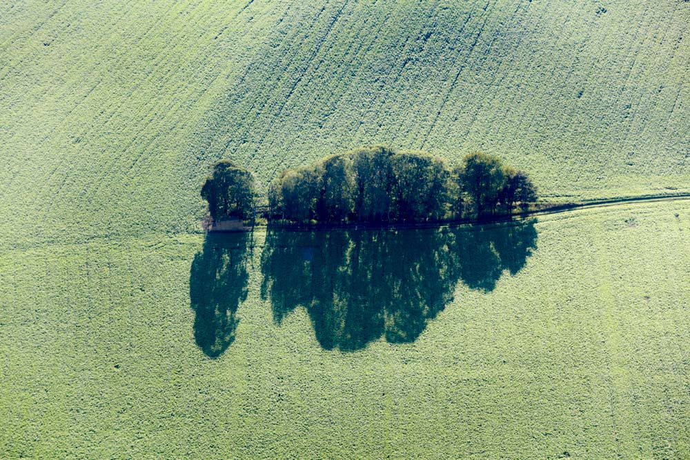Baumreihe
