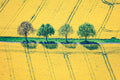 Baumreihe zwischen blühenden Rapsfeldern