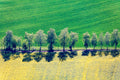 Birkenreihe