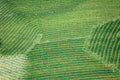Bauernmalerei auf der Wiese
