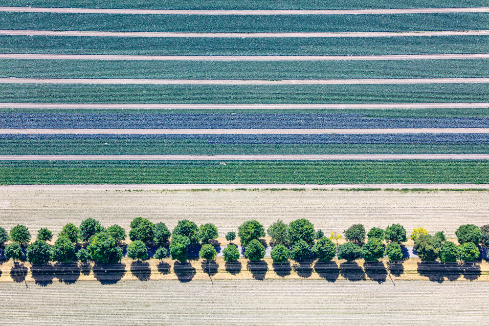 Allee unterhalb der Kohlfeldern