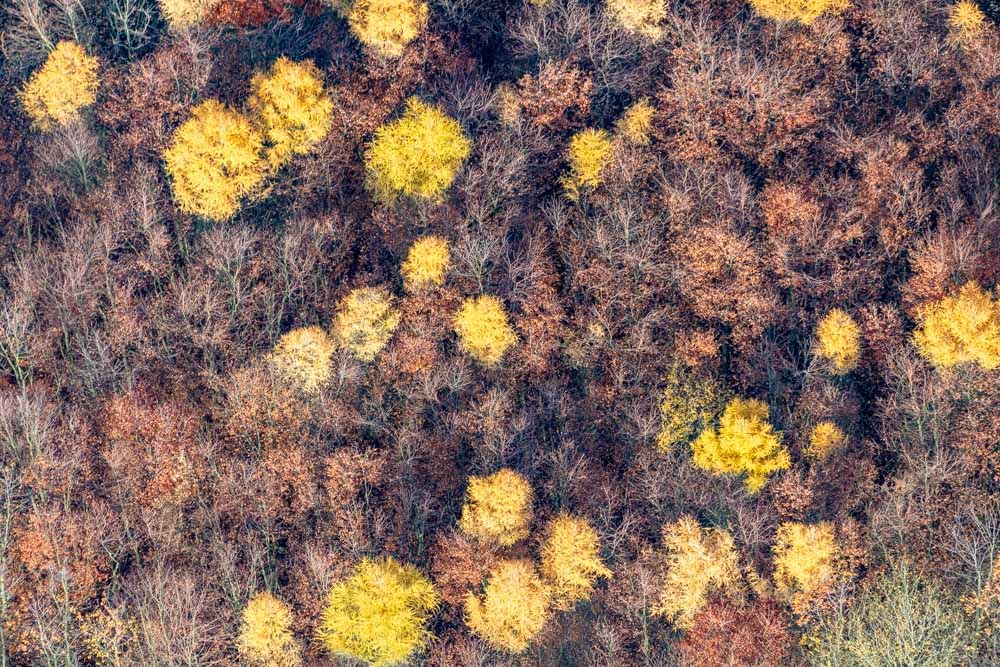 Autumn larches in the deciduous forest