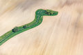 Grüne Schlange auf dem Acker