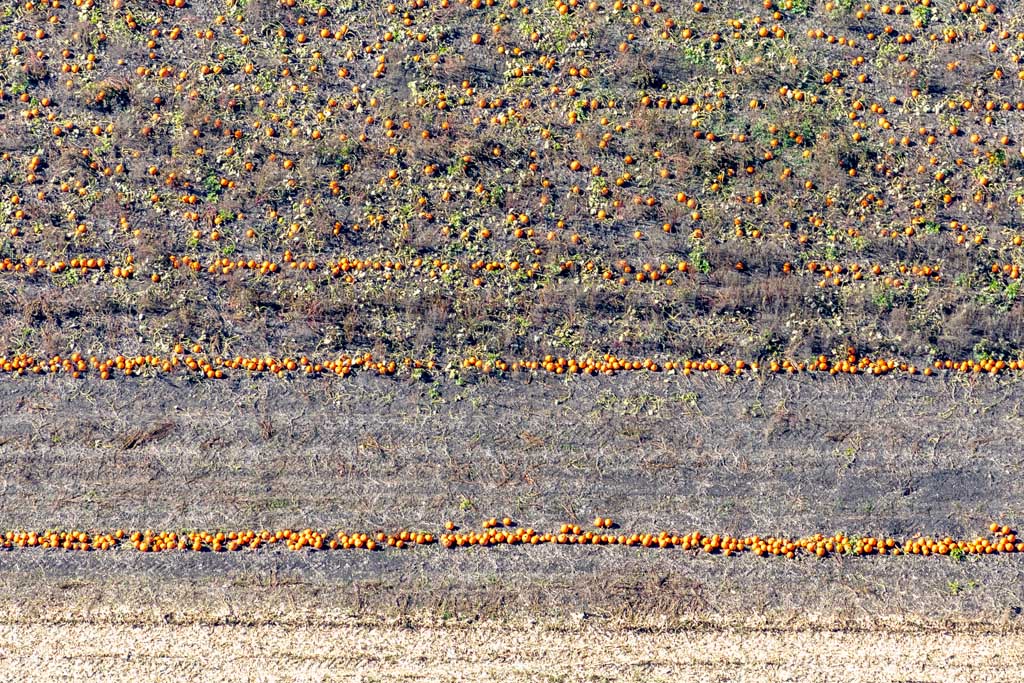 Pumpkin patch