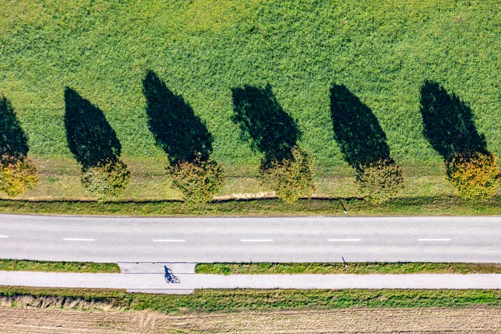 Row of lime trees