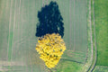 Autumn tree
