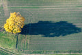 Autumn tree