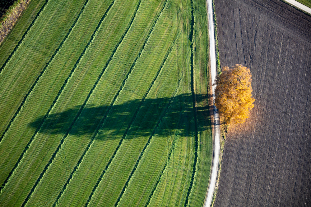 Herbstbaum