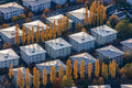 Rows of poplars