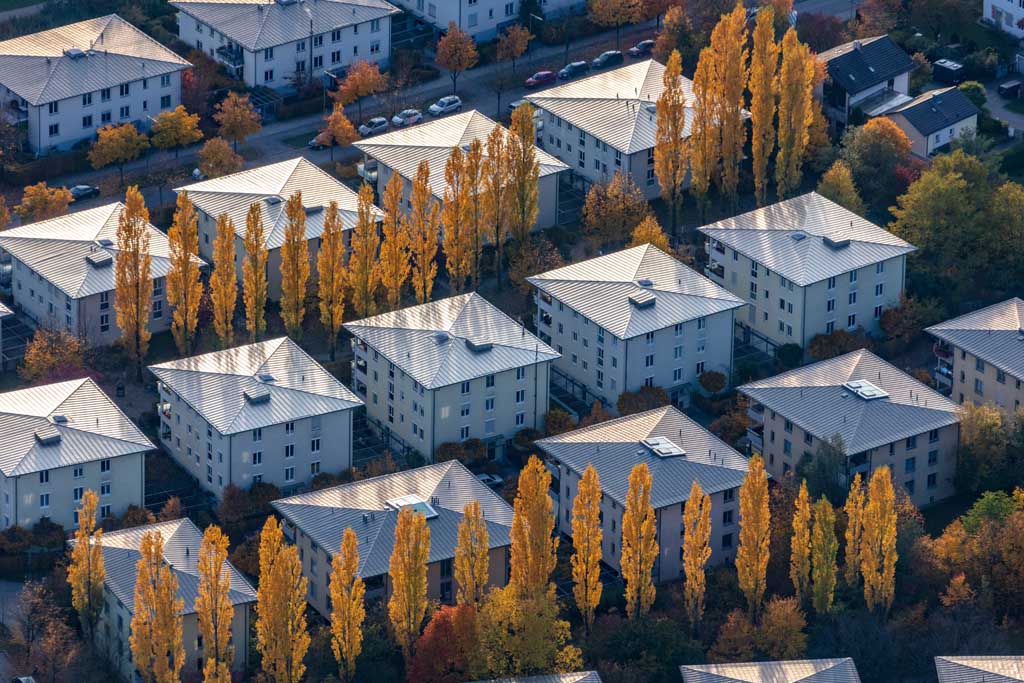 Rows of poplars