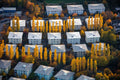 Rows of poplars