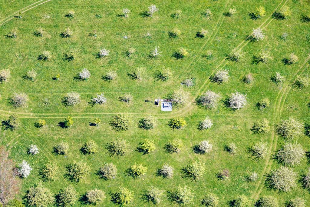 Orchard meadow