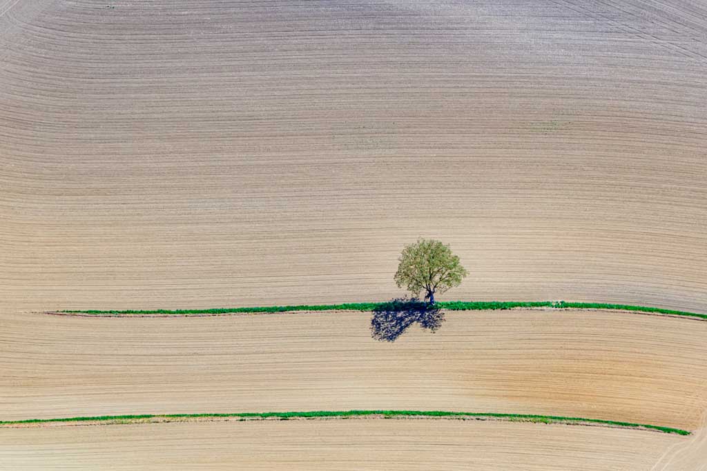 Einsamer Baum