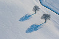 Zwei Eichen auf verschneitem Feld