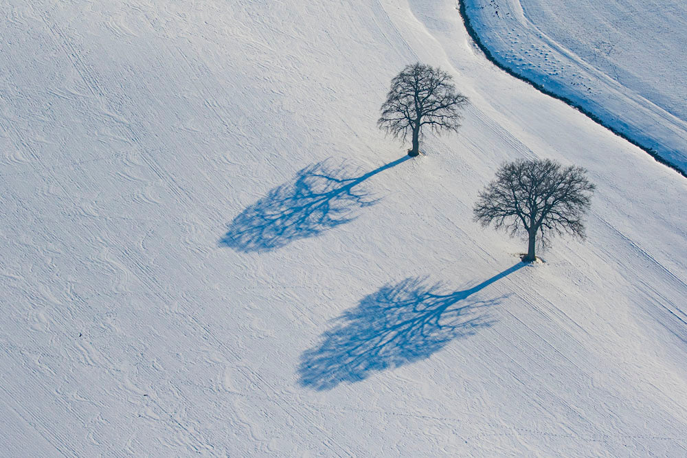 Two oak trees in a snowy field