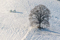 Baum