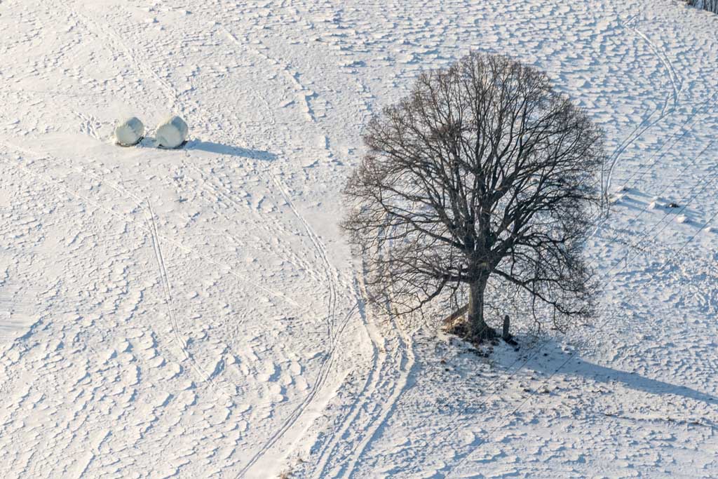 Baum
