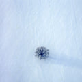 Baum im Schnee