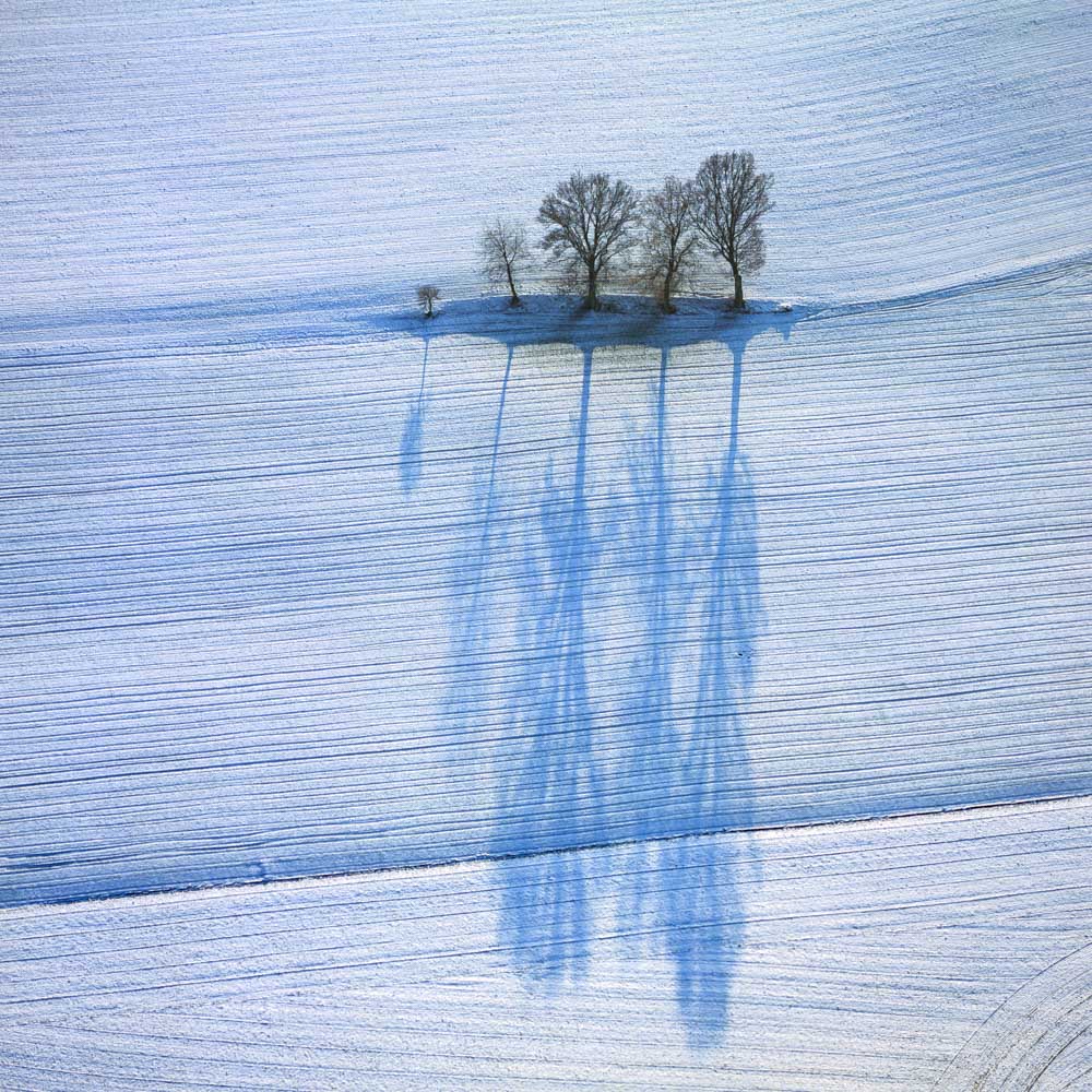 Fünf Bäume auf dem winterlichen Ackerland