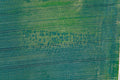 Positive Bewuchsmerkmale eines frühmittelalterlichen Gräberfeldes