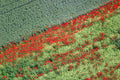 Mohnblüte
