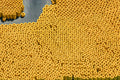 Gelbe Kreise